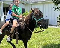 welsh-pony-for-sale