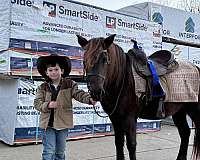 welsh-pony-mare