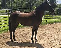 advanced-quarab-horse