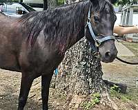 advanced-beginner-quarab-horse