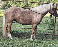 all-peruvian-paso-horse