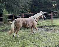 naturally-gaited-peruvian-paso-horse