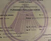 ride-peruvian-paso-horse