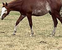 all-disciplines-colt