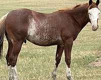 aqha-prospect-colt
