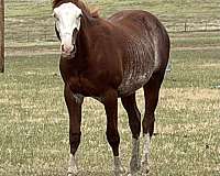 miss-n-cash-horse