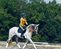 andalusian-horse-for-sale