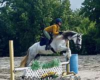 andalusian-horse