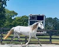 andalusian