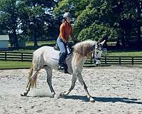dressage-andalusian-horse