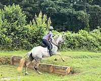 started-under-saddle-andalusian-horse