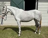 trail-andalusian-horse