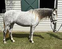 dressage-mare-broodmare