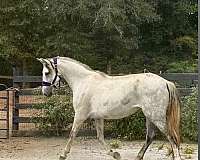 started-under-saddle-mare-broodmare