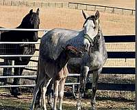 trail-mare-broodmare