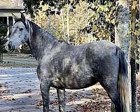 dressage-horse