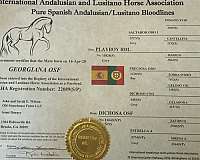 started-under-saddle-horse