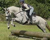 trail-horse