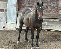 brown-star-roaning-in-flanks-on-tail-horse