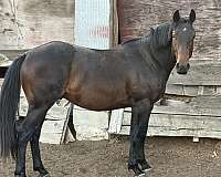 star-roaning-in-flanks-on-tail-horse
