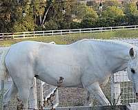 all-around-quarter-pony