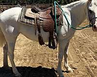 hack-quarter-pony