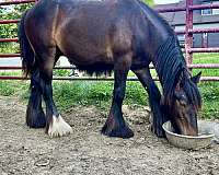 cross-fell-pony-pony