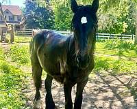 fell-pony-pony-filly-yearling