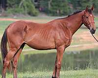 all-around-oldenburg-horse