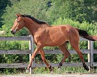 athletic-oldenburg-horse