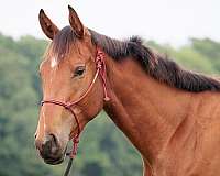 equitation-oldenburg-horse