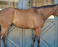 star-horse