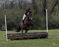athletic-thoroughbred-horse