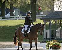 bay-star-horse