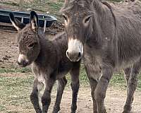 donkey-foal
