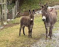 donkey-filly-mare