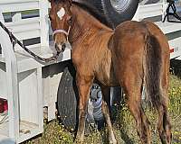 cow-bred-quarter-pony