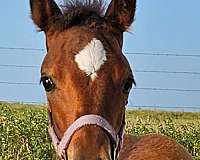 doc-bar-bloodlines-quarter-pony