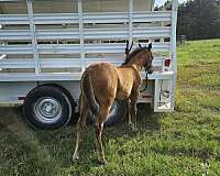 doc-bar-bloodlines-horse