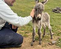 donkey-colt-mare