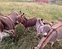 5-hand-donkey