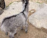 5-hand-donkey-foal