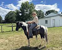 12-hand-gelding
