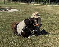 paint-pony-gelding