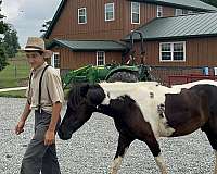 paint-pony-for-sale