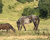 tennessee-walking-broodmare