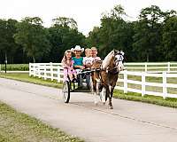 tovero-husband-safe-pony