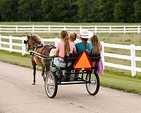 tovero-driving-pony