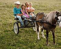 tovero-harness-pony