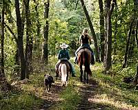 tovero-natural-ponymanship-training-pony